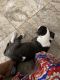 Bull Terrier Puppies for sale in Moreno Valley, CA, USA. price: NA