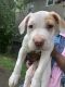 Bull Terrier Puppies for sale in 106 Union Rd, Spring Valley, NY 10977, USA. price: NA