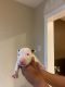 Bull Terrier Puppies for sale in Montclair, CA, USA. price: NA