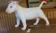 Bull Terrier Puppies for sale in Clearwater, FL, USA. price: NA