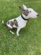 Bull Terrier Puppies for sale in Alameda, CA, USA. price: NA