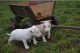 Bull Terrier Puppies for sale in Miami Beach, FL, USA. price: NA