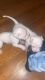 Bull Terrier Puppies for sale in Oakley, CA 94561, USA. price: NA