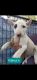 Bull Terrier Puppies for sale in Princeton, WI 54968, USA. price: NA