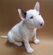 Bull Terrier Puppies for sale in 9330 E Ave T, Littlerock, CA 93543, USA. price: NA