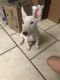 Bull Terrier Puppies for sale in Eastvale, CA, USA. price: NA