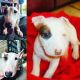 Bull Terrier Puppies for sale in Kailua, HI, USA. price: NA