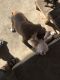 Bull Terrier Puppies for sale in San Bernardino, CA, USA. price: NA