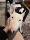 Bull Terrier Puppies for sale in Ansonia, CT, USA. price: $700