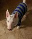 Bull Terrier Puppies for sale in Seminole, FL, USA. price: NA