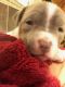 Bull Terrier Puppies for sale in Fort Worth, TX, USA. price: NA