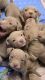 Bull Terrier Puppies for sale in U.S. Rte 66, Amarillo, TX, USA. price: NA