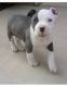 Bull Terrier Puppies for sale in 2799 Hope St, Philadelphia, PA 19133, USA. price: NA