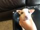 Bull Terrier Puppies for sale in Albuquerque, NM, USA. price: NA