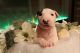 Bull Terrier Puppies for sale in Burton, MI, USA. price: NA