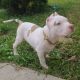 Bull Terrier Puppies for sale in York, PA, USA. price: $600