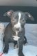 Bull Terrier Puppies for sale in Humble, TX, USA. price: NA