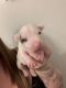 Bull Terrier Puppies for sale in Victorville, CA, USA. price: NA