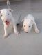 Bull Terrier Puppies for sale in San Antonio, TX, USA. price: $800