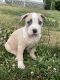 Bull Terrier Puppies for sale in Puyallup, WA, USA. price: NA
