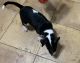 Bull Terrier Puppies for sale in Orlando, FL, USA. price: NA