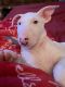 Bull Terrier Puppies for sale in Corona, Queens, NY, USA. price: $1,500
