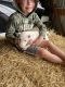 Bull Terrier Puppies for sale in Winfield, KS, USA. price: $1,500