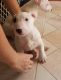 Bull Terrier Miniature Puppies for sale in Bakersfield, CA, USA. price: NA