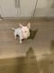 Bull Terrier Miniature Puppies for sale in Tracy, CA 95377, USA. price: $200,000