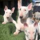 Bull Terrier Miniature Puppies for sale in Indianapolis, IN 46227, USA. price: $1,000