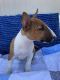 Bull Terrier Miniature Puppies for sale in Newman, CA 95360, USA. price: $1,300