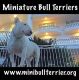 Bull Terrier Miniature Puppies
