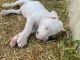Bull Terrier Miniature Puppies for sale in 11301 Farrah Ln, Austin, TX 78748, USA. price: NA