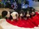 Bull Terrier Miniature Puppies for sale in Visalia, CA, USA. price: $1,200