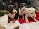 Bull Terrier Miniature Puppies