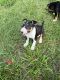 Bull Terrier Miniature Puppies for sale in Plant City, FL, USA. price: $1,200