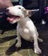 Bull Terrier Miniature Puppies for sale in Toledo, OH, USA. price: NA