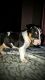 Bull Terrier Miniature Puppies for sale in Ontario, CA, USA. price: NA