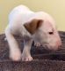 Bull Terrier Miniature Puppies for sale in Lake Forest, CA, USA. price: NA