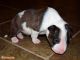 Bull Terrier Miniature Puppies for sale in Chicago, IL, USA. price: NA