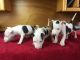 Bull Terrier Miniature Puppies for sale in New York, NY, USA. price: NA