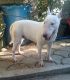 Bull Terrier Miniature Puppies for sale in Bacoor, Cavite, Philippines. price: 4500 PHP