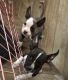 Bull Terrier Miniature Puppies for sale in Cleveland, OH, USA. price: NA