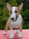 Bull Terrier Miniature Puppies for sale in Oklahoma City, OK, USA. price: NA