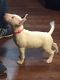 Bull Terrier Miniature Puppies for sale in East Providence, RI, USA. price: NA