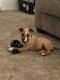 Bull Terrier Miniature Puppies for sale in Woodland, CA, USA. price: $1,300