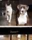 Bull Terrier Miniature Puppies for sale in 3503 Mangum St, Baldwin Park, CA 91706, USA. price: $1,000