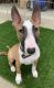 Bull Terrier Miniature Puppies for sale in Springfield, IL, USA. price: NA