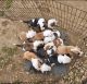 Bullenbeisser Puppies for sale in Lake County, OH, USA. price: $1,300
