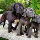 Bullmastiff Puppies for sale in Delhi, India. price: 30000 INR